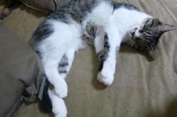 开云体育平台APP-森林狼险胜独行侠，布伦森里程碑之夜闪耀遗憾