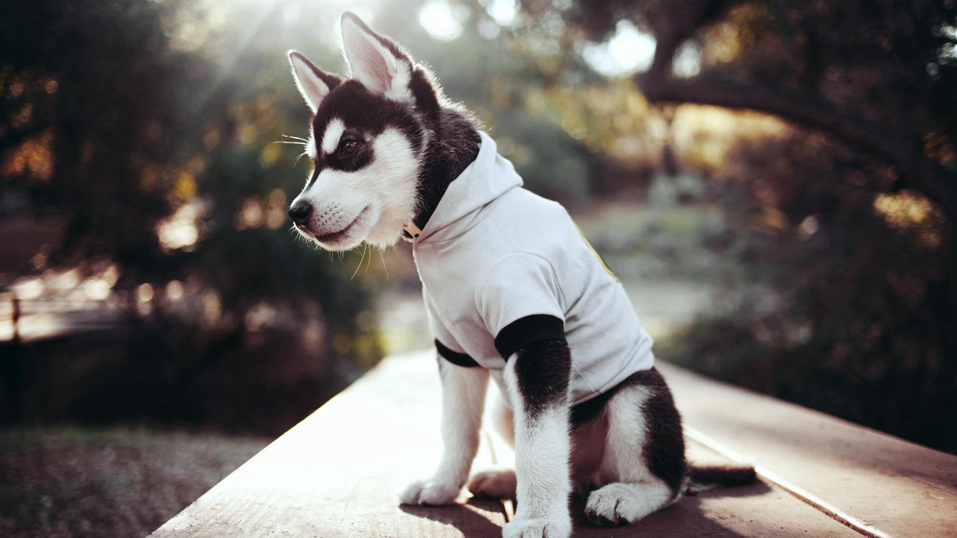 老鹰力克吉林队，锡安成为关键先生