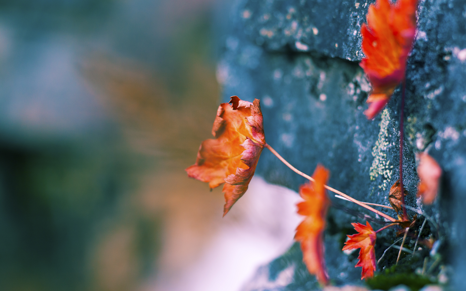 老鹰力克吉林队，锡安成为关键先生